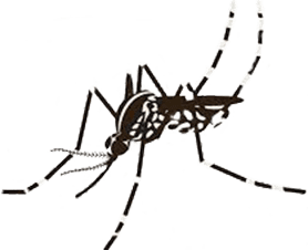 Moustique-tigre<br />(<em>Aedes albopictus ou Aedes  aegypti </em>)<br />abdomen horizontal ou vers le bas<br />pique le jour