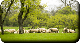 Agroforesterie - élevage de moutons sous ombrage