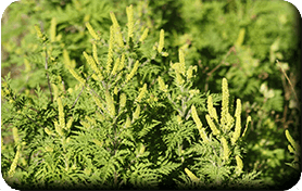 inflorescence d'Ambroisie<br />(<em>Ambrosia artemisiifolia L.</em> - Astéracées)