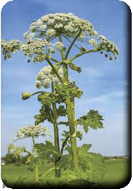 Berce du Caucase<br />(<em>Heracleum mantegazzianum</em> - Apiaceae)