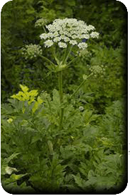 Berce de Perse<br />(<em>Heracleum persicum</em> - Apiaceae)