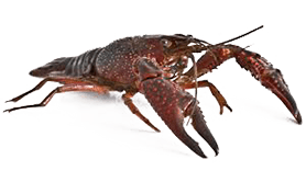 Ecrevisse de Louisiane, grise<br />(<em>Procambarus clarkii</em> - Crustacea - Arthropodes)