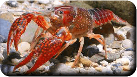 Ecrevisse de Louisiane<br />(<em>Procambarus clarkii</em> - Crustacea - Arthropodes)