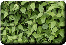 Eupatoire - feuilles<br /> ou <br />(<em>Chromolaena odorata</em> - Astéracées)</em> - Astéracées)