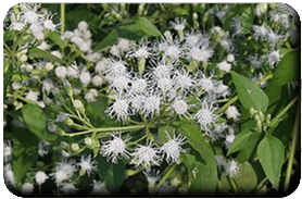 Eupatoire - fleurs<br /> ou <br />(<em>Chromolaena odorata</em> - Astéracées)</em> - Astéracées)