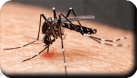 Moustique-tigre piquant<br />(<em>Aedes sp.</em>)