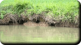 Dégats de ragondins sur les rives